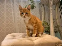 В дар ласковый прекрасный котёнок-мальчик Златик, фотография 2