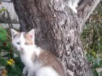 СРОЧНО! КРАСИВЫЕ КОТЯТА В ДАР!, фотография 4