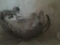 Коты, кошки и котята, фотография 4