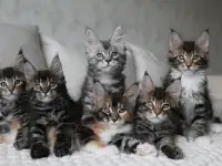 Мейн-кун котята, фотография 4