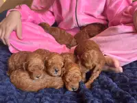 Шикарные щенки той пуделя, фотография 2