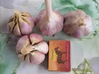 Чеснок зимний для посадки и пищи, фотография 3