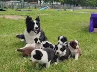 Щенки бордер колли