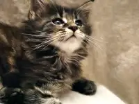 Продаются котята, фотография 6