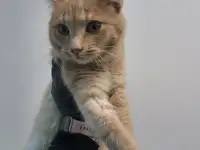 Кот ВАСИЛИО ищет дом, фотография 5