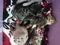 Шотландские котята, фотография 12