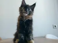 Котёнок Мейнкун