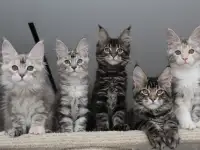 Мейн-кун котята, фотография 7