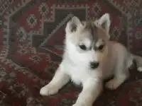 Щенок хаски, фотография 3