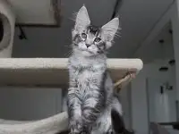 Котёнок мейн кун!, фотография 2