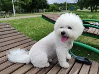 Щенки бишон фризе, фотография 5