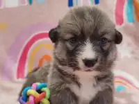 Вельш корги девочка. Цена в рублях.