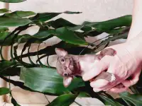 Мини чихуахуп, фотография 4
