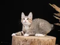 Котята курильского бобтейла, фотография 8