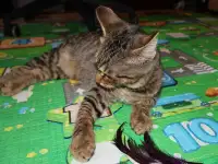 Домашний котенок 4 мес. Друг во всём. Залазит на плечи и целуется