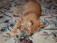 Домашний котенок 4 мес. Любит спать на ручках, добрый, очень нежный, фотография 10