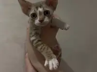 Котенок ДевонРекс, фотография 2