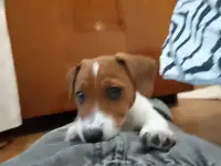 Продам щенка Джек Рассол