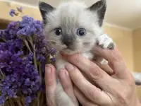 Котята ищут новый дом