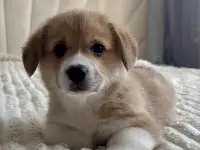 Щенки корги