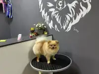 Померанский шпиц