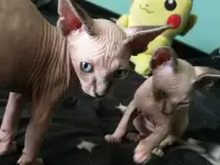 Котята девочки Канадский сфинкс, фотография 8