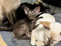 Ориентальные котята, фотография 5