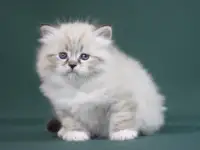 Сибирский котенок, невский маскарадный котенок, фотография 6
