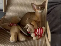 Абиссинский котёнок, девочка, фотография 5