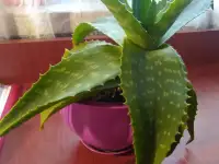 Продам алоэ 3 года, фотография 2