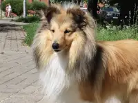 ШЕЛТИ щенок, фотография 3