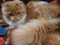 Продаётся персидский котёнок, мальчик , экстремального типа, фотография 1