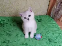 Британские котята, фотография 3