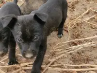 Щенки в дар