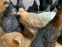 Куры несушки доставка по району, фотография 2