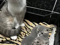Шотландские котята, фотография 7