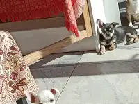 Чихуахуа