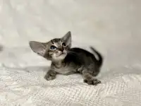 Котята породы петерболд, фотография 8