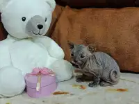 Котята Канадского Сфинкса, фотография 4