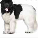 Куплю или возьму в дар ньюфа