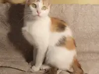 Трехцветная кошка Ванилька в самые добрые ручки!, фотография 5