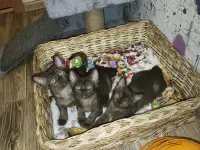 Европейская Бурма