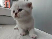 Котята шотландские, фотография 6