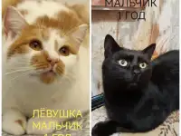 ПОЖАЛУЙСТА, НЕ ПРОХОДИТЕ МИМО!!!, фотография 3
