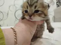 Продам очаровательных шотландских котят.