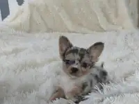Мини чихуахуа .Мальчик.Голубой мерле., фотография 6