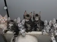 Котята мейн кун!, фотография 5
