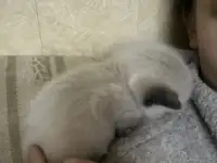 Котята ищут новый дом, фотография 6