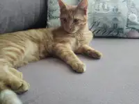 Котята, фотография 4