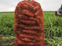 Продаётся морковь.